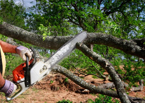 How Our Tree Care Process Works  in  Lake Montezuma, AZ